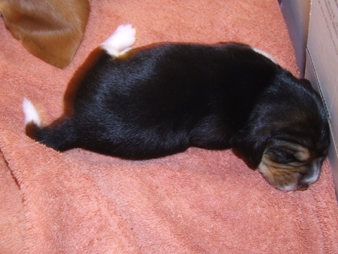 Blackie - top view.jpeg